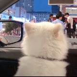 月满西楼