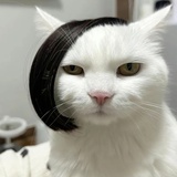 靓仔来打分