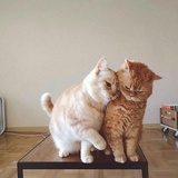 观复DI