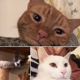 圆圆q