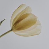 Peaceminusone
