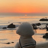 不是兔子是嗷呜