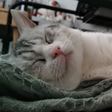 渡鸦