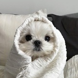 司徒苤茢