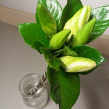 山上开满格桑花