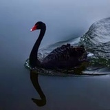 木子由心