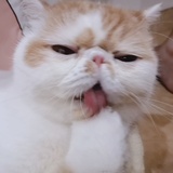 我的猫叫吉酱