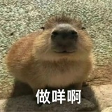 坐着海浪捞星星