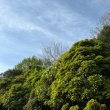 萤火