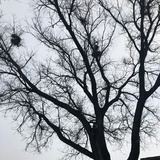 丁真的念珠