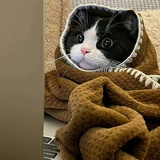 一口一只猫