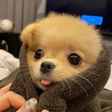 呼神护卫
