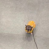 小杨