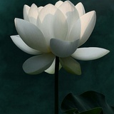 宇新