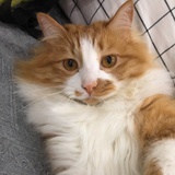 我家猫有美人痣
