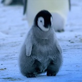 模糊的企鹅