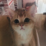 唱唱反调(◐‿◑)