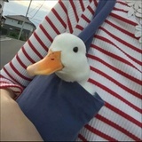 铁打的敏酱-