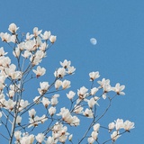蓝星穿月
