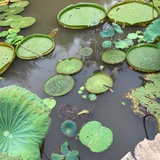 姜芽芽