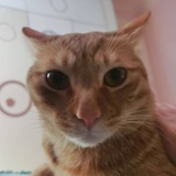 一颗火种