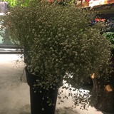 木绵