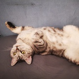 小猪佩奇不配骑