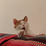 怪味四季豆