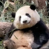 给花花剥笋尖