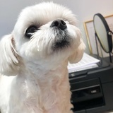 口袋小甜菜