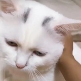 皮卡丘雷虎