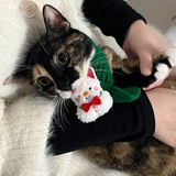 本杰明的猫