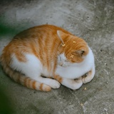 衿悠