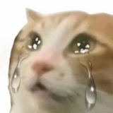 猫猫头（流泪版