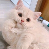 momo