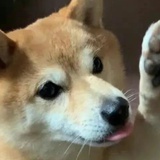 糖血飙升中