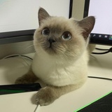 输入中