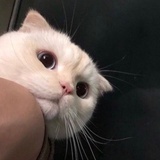 啊啊啊啊叫什么