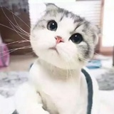 奥莉妮_y