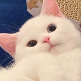 护短狗