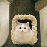 王小宝贝蛋