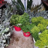 合田鲜花