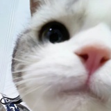 小猪咪