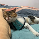 cooltine
