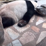 太阳丙火