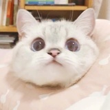 养猪达人