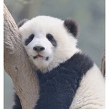 必须得吃点什么