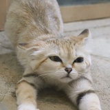 游云速水