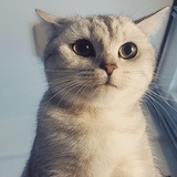 水兵火星猫