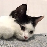 ISMIAN